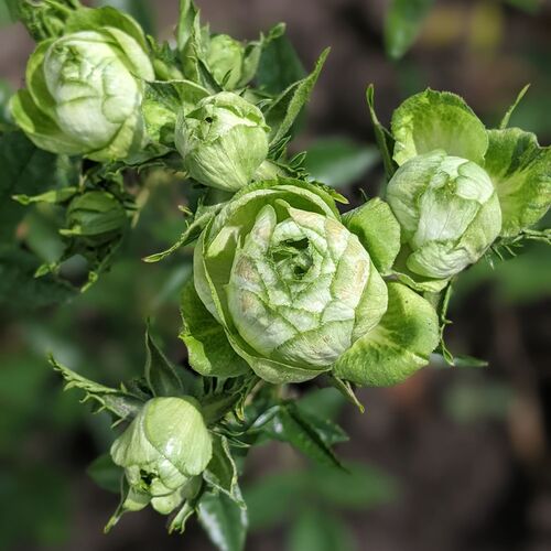 Роза японская Принцесса Мидори 